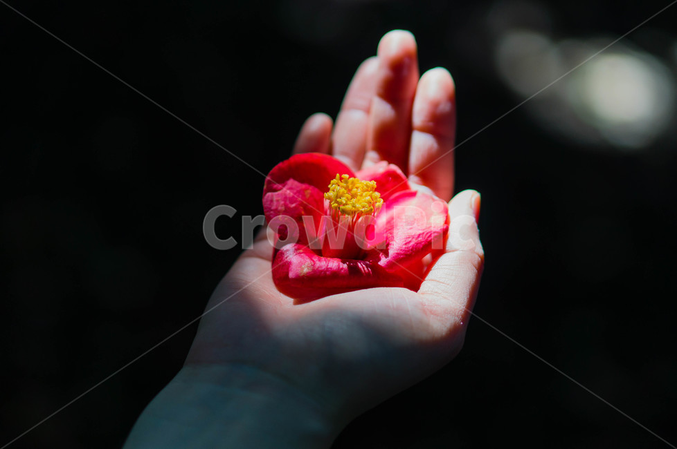 동백꽃,동백,여수,오동도,자연,손,감성사진,flower,봄,햇빛