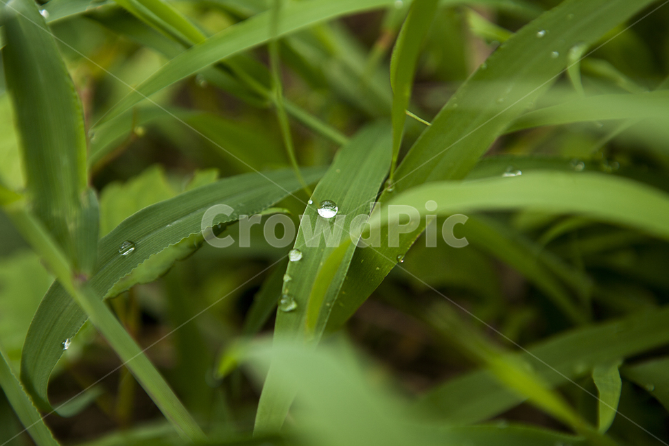 풀잎,녹색,물방울,여름,식물,빗방울,grass,plants,green,waterdrop