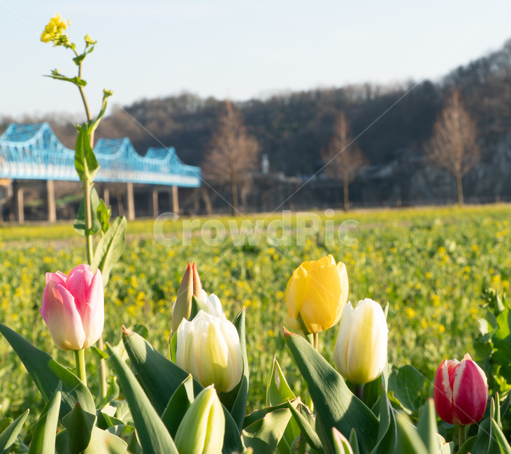 강변꽃,봄꽃,springflowers,낙동강튤립,낙동강