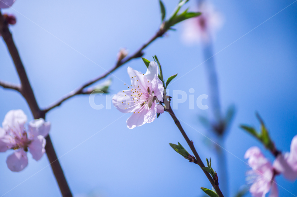 봄,분홍,꽃,파란,하늘,나무,가지,봄,계절,spring,season,식물,자연,plants,nature,꽃,flower,plant,blossom