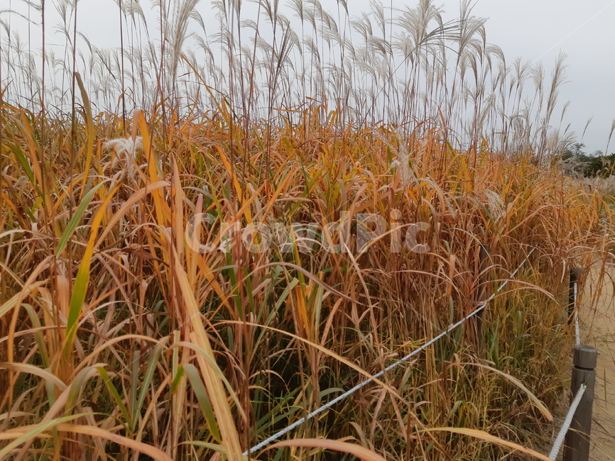 grass,잔디,plant,식물,갈대,갈대숲,억새,억새밭,억새축제,가을,풍경,자연,식물,자연,plants,nature