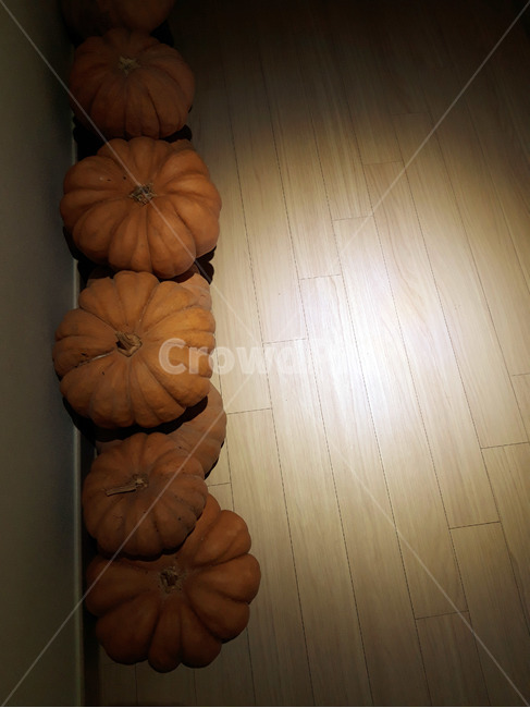 호박,늙은호박,수확,식재료,채소,음식,식품,야채,pumpkin,food,cook,meal,음식,식재료,요리,food,cook,meal,dishes,food reserves,채소,야채,vegetables