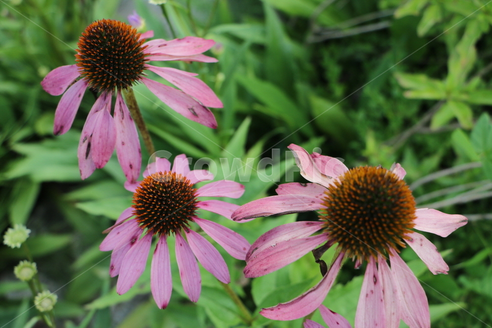 plant,식물,꽃,flower,자연,식물,자연,plants,nature,꽃,flower