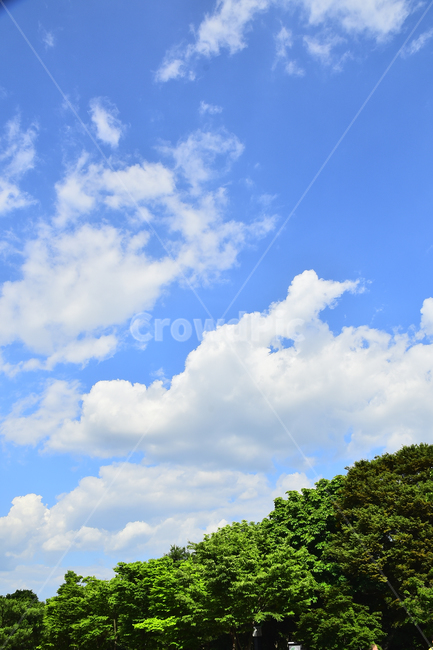 하늘,구름,뭉게구름,청명,맑은날,숲,그린,초록,나무,forest,green,sky,clouds,배경,바탕,백그라운드,background,환경,대기