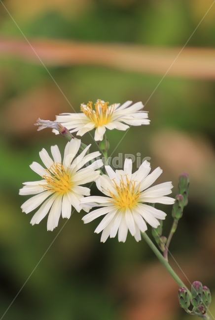 식물,고들빼기,가을,들,식용,식물,자연,plants,nature,꽃,flower