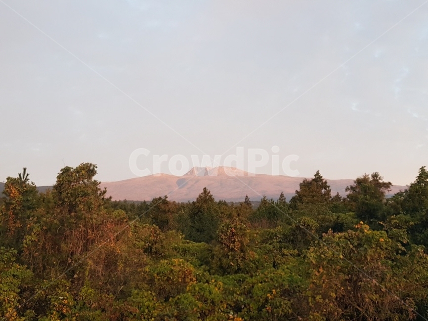 제주도,서귀포,하늘,산,나무,흐림
