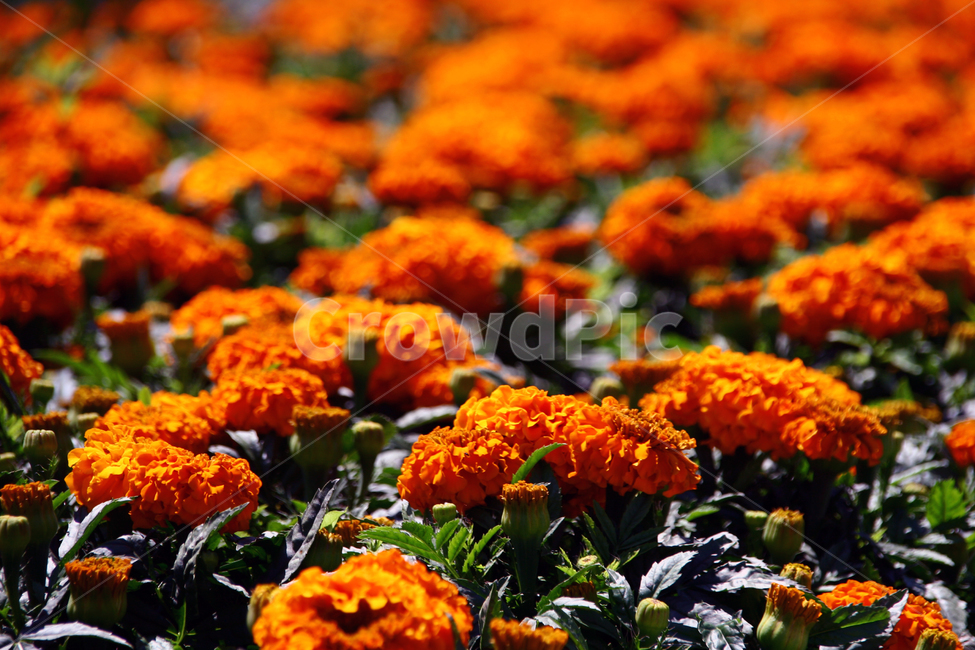 꽃,주황꽃,꽃밭,봄꽃,flowers,flowergarden,spring,springflowers