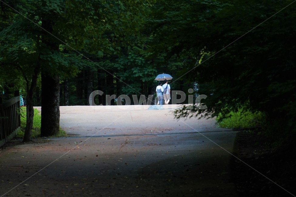 숲,인물,함께,우산,산책,연인,고요한,정적