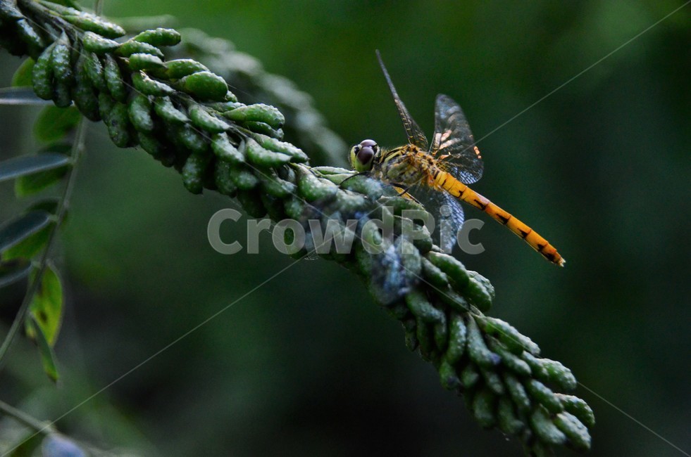 두점박이좀잠자리,두점박이좀잠자리암컷,수서곤충,드래곤플라이,자연,동물,animal,곤충,벌레,insect,bug