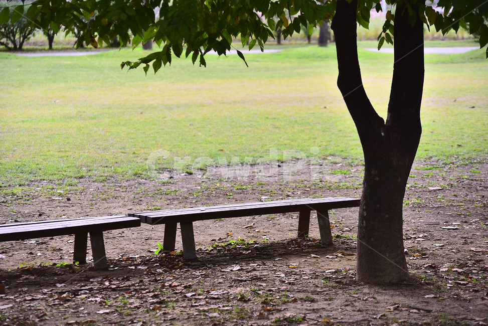 잔디밭,그린,벤치,나무의자,쉼터,휴식,공원,야외,outdoor,background,plant,bench,옥외,park,수목,그늘,빈자리,빈의자,인적없는,green,녹색,풀밭,나무,식물,tree,자연,풍경,nature,landscape,tree trunk,나무 줄기
