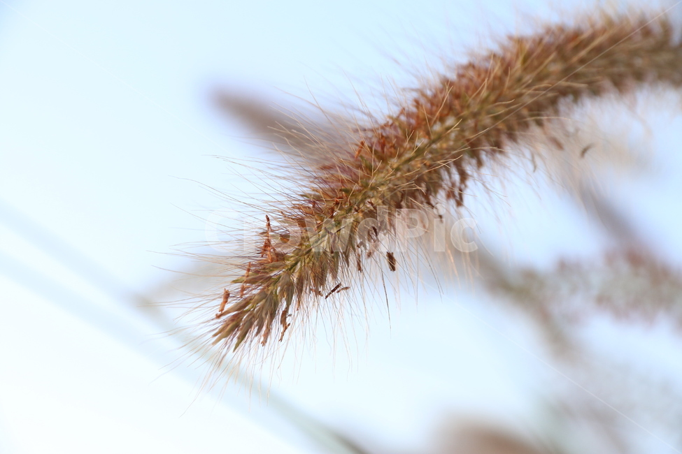plant,식물,grass,moss,이끼,하늘,강아지풀,식물,자연,plants,nature