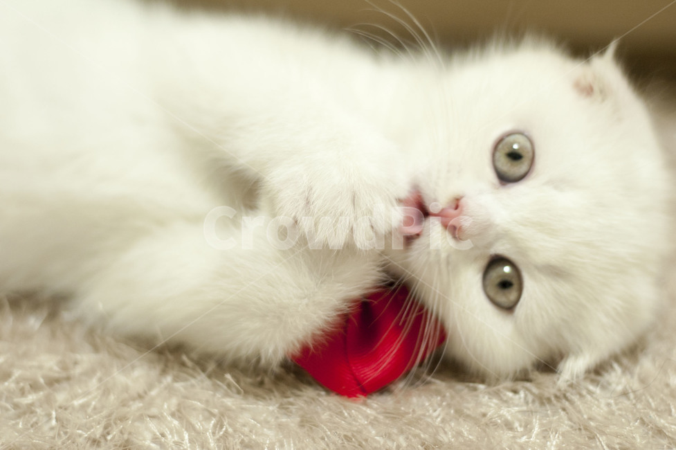 kitten,white cat,cat,Scottish Fold,cat eyes,gray cat eyes