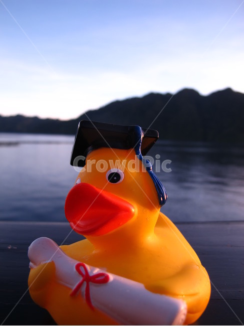오리,duck,toy,장난감,오리장난감