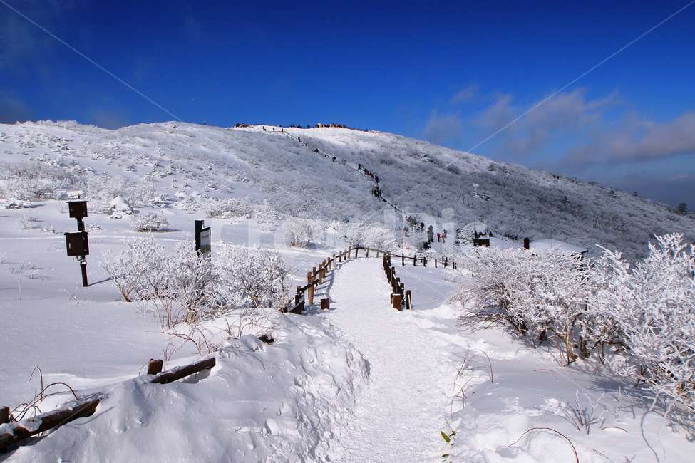 덕유산,설경,푸른하늘,눈,상고대,무주,주목,겨울,계절,winter,season,자연,풍경,nature,landscape,outdoors,옥외