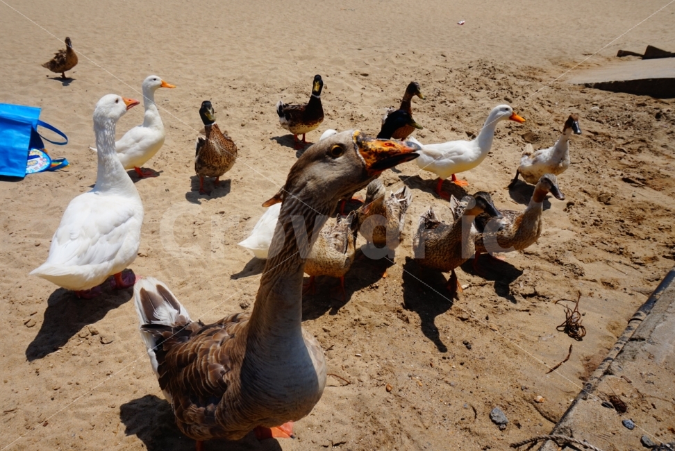 강원도,동해,바다,추암해수욕장,여름,오리,동물,풍경,동물,animal,조류,새,birds
