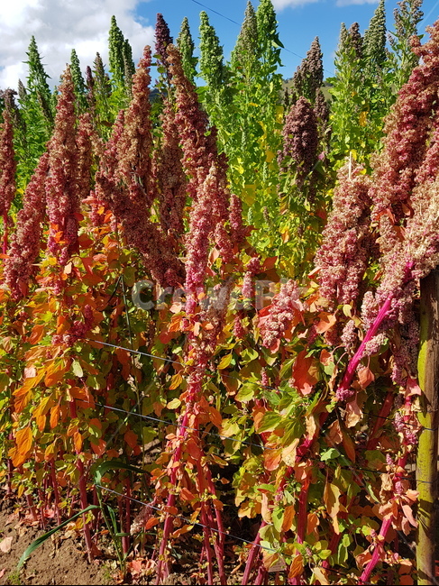끼누아,quinoa,곡물,끼노아,볼리비아