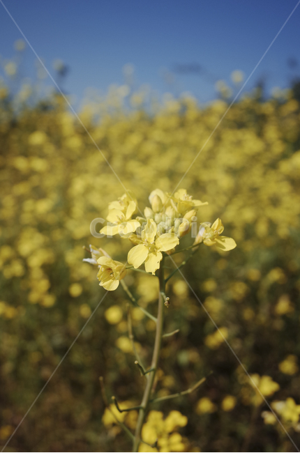 유채꽃,유채,노란꽃,봄,봄꽃,flower,yellow,spring