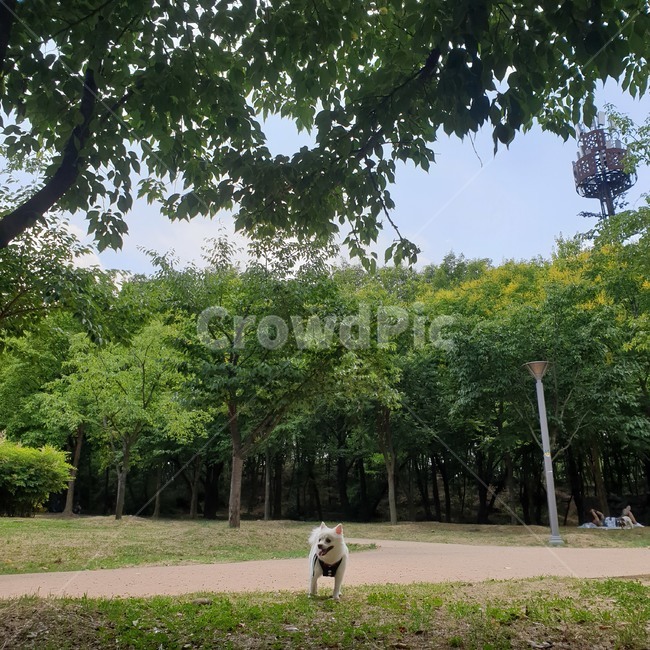 강아지,공원,피크닉,오후,산책,풍경,반려견,색감,햇빛,나무,우거진,나뭇잎,나뭇가지,leafy,twig,leaf,tree,color,pet,landscape,afternoon,park,picnic,dog,sunlight