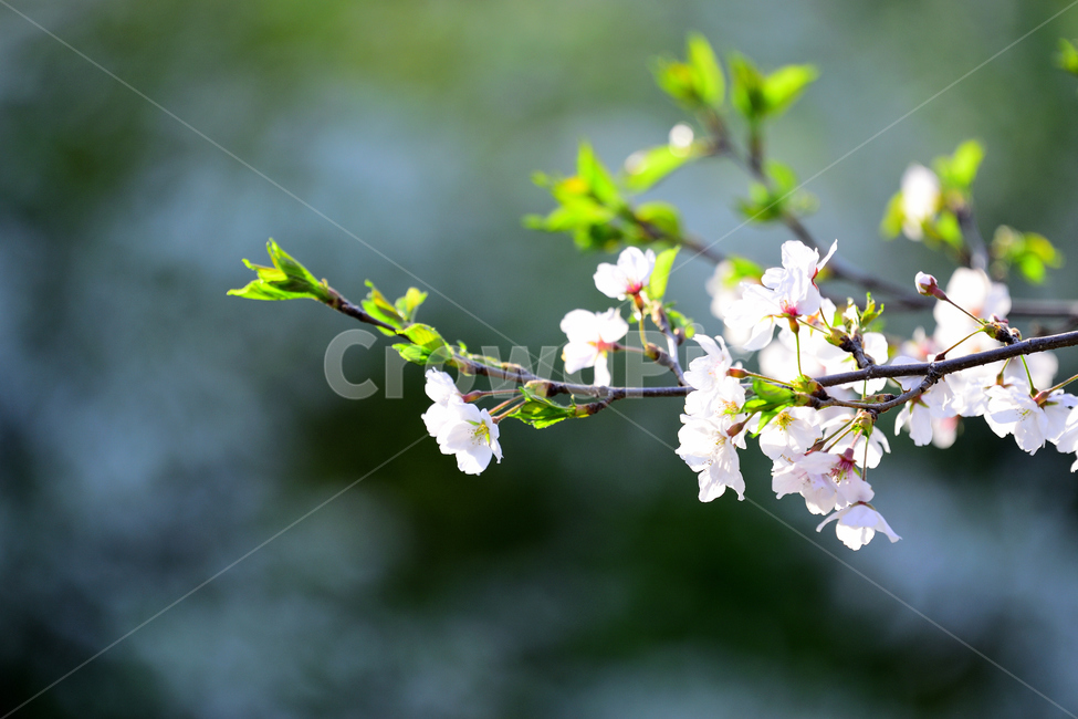 봄,꽃,벚꽃,날씨,화창,초록,하얀,흰색,푸른,나무,식물,봄,계절,spring,season,식물,자연,plants,nature,꽃,flower,plant