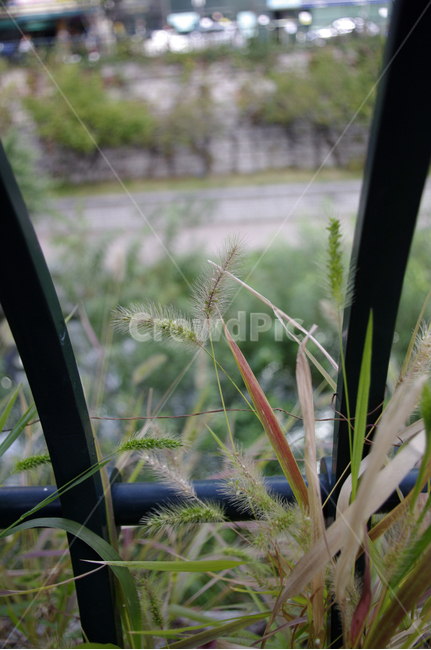 풀,식물,plant,잡초,초록,식물,자연,plants,nature