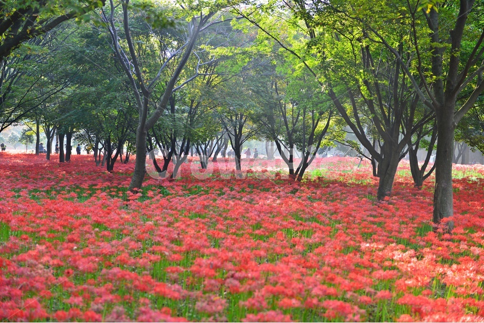 nature,자연,outdoors,옥외,plant,식물,tree,나무,경치,경관,풍경,영광,불갑사,꽃무릇,상사화축제,축제,아침,안경,빛,안개,빛내림
