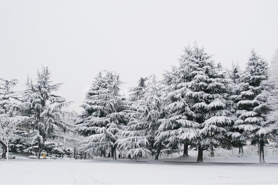 겨울,눈,눈꽃,소나무,풍경,자연,겨울,계절,winter,season,자연,풍경,nature,landscape,tree,나무,plant,식물,fir,전나무