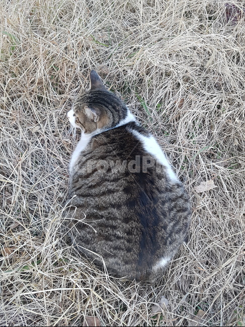 고양이,길고양이,돼냥이,길냥이,뚱냥이,동물,animal,포유류,mammal,고양이,cat,kitten,kitty
