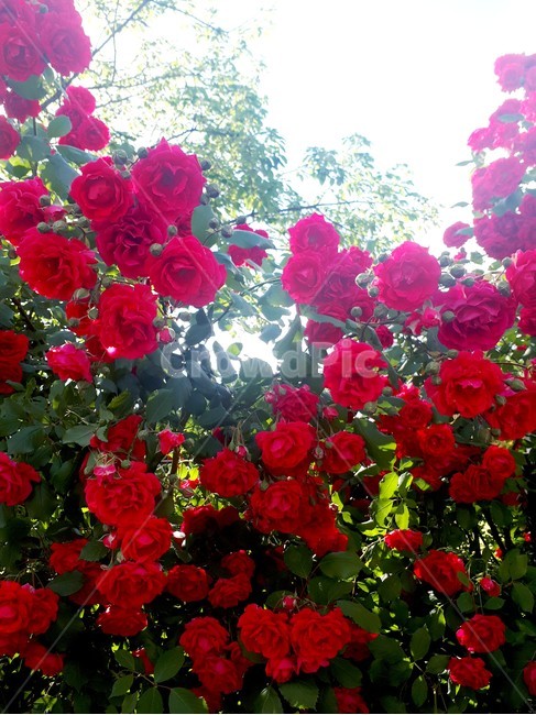 꽃,장미,여름,붉은꽃,rose