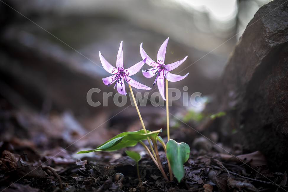 얼레지,야생화,봄꽃,보라색꽃,plant,식물,flower,꽃,식물,자연,plants,nature,꽃,flower