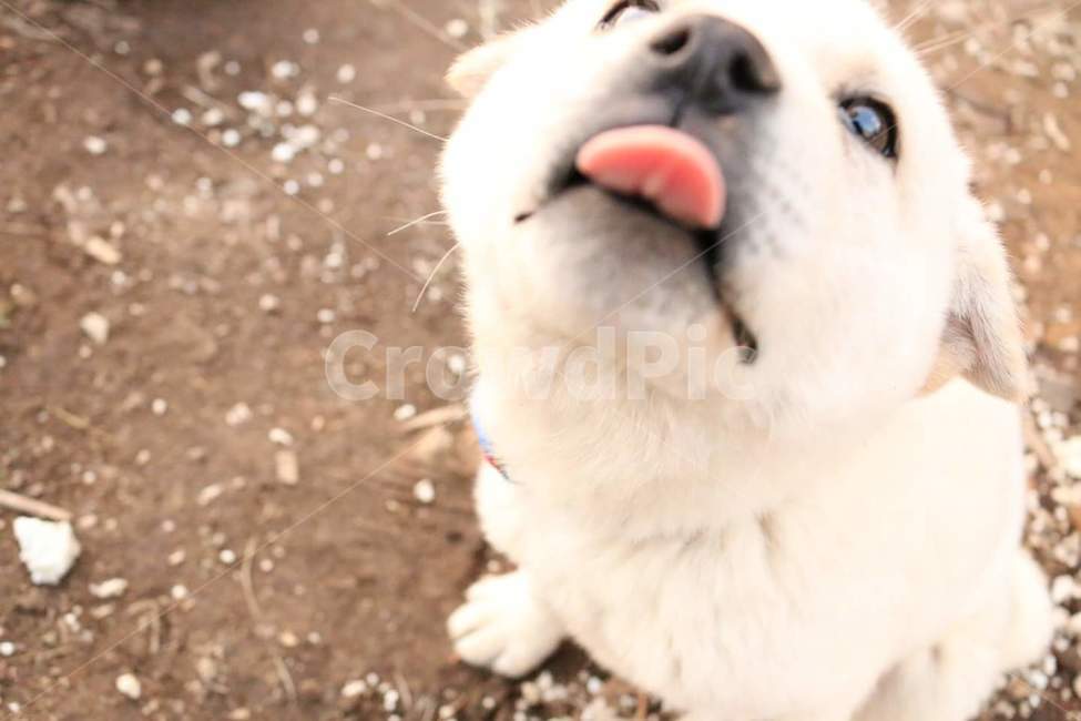 강아지,혀,개,귀여움,동물,애교,반가움,동물,animal,포유류,mammal,개,강아지,dog,doggy