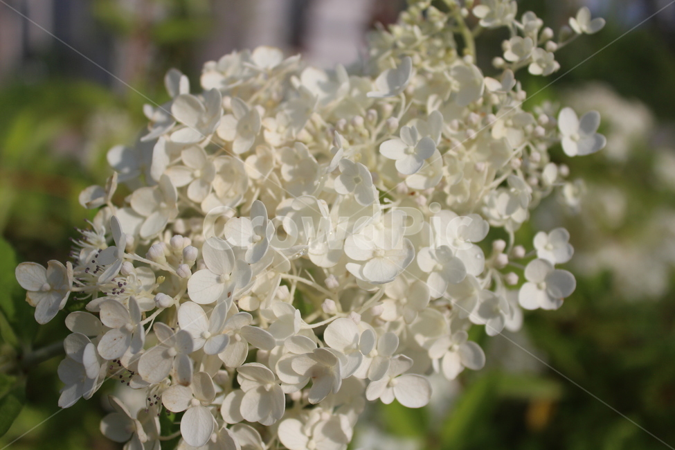 흰색,흰꽃,수국,white,flower