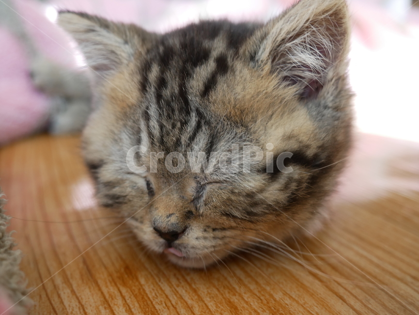 고양이,개냥이,아기고양이,아기냥이,귀여운,동물,동물,animal,포유류,mammal,고양이,cat,kitten,kitty