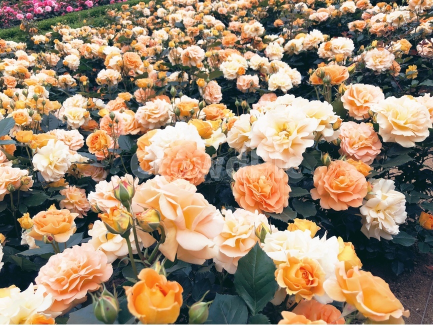 장미,꽃,식물,자연풍경,장미공원,봄풍경,공원,오렌지색,식물,자연,plants,nature,꽃,flower