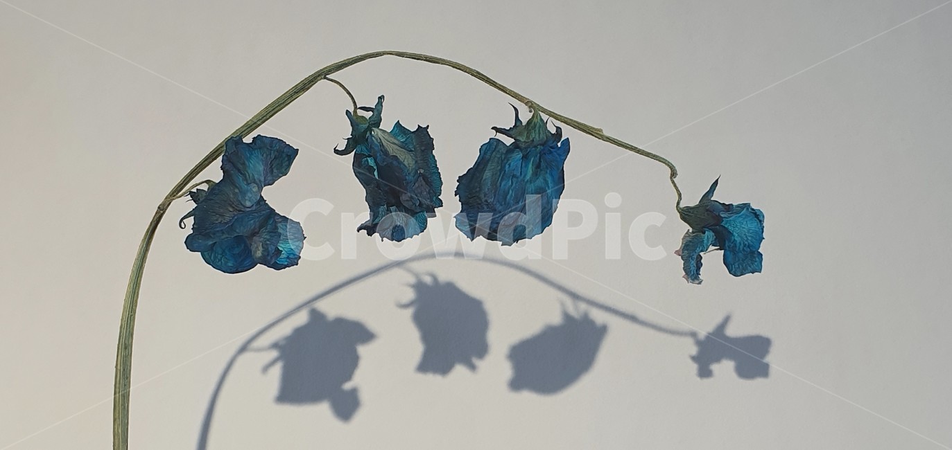 꽃,드라이플라워,그림자,꽃송이,식물,장미,파란장미,말린꽃,flower,blue,plants,dryflower