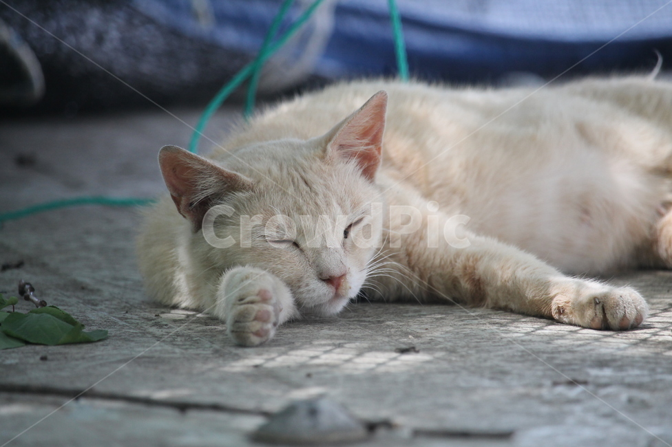 길냥이,냥이,길고양이,낮잠,여유,동물,animal,고양이,cat,kitten,kitty