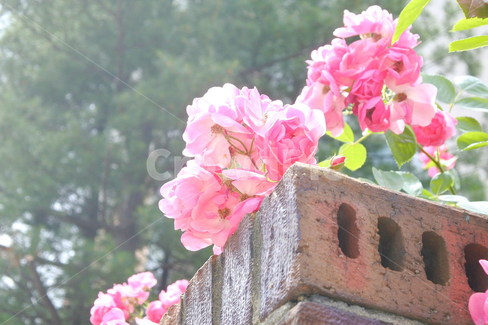 꽃,분홍,자연,색감,분홍색,pink,flower,초록,초록색