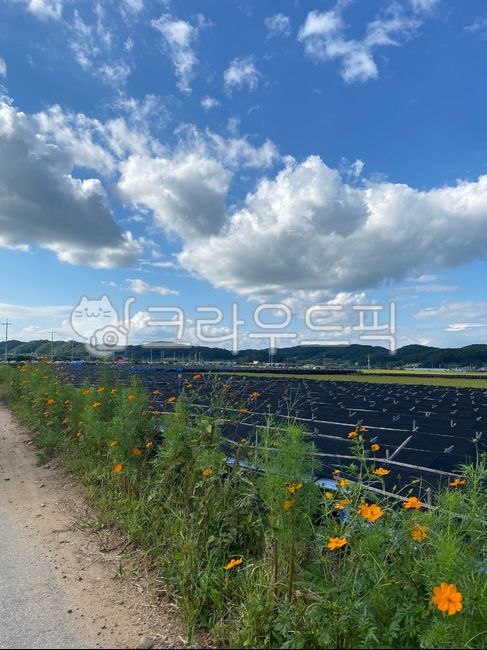 꽃,코스모스,들판,가을,가을하늘