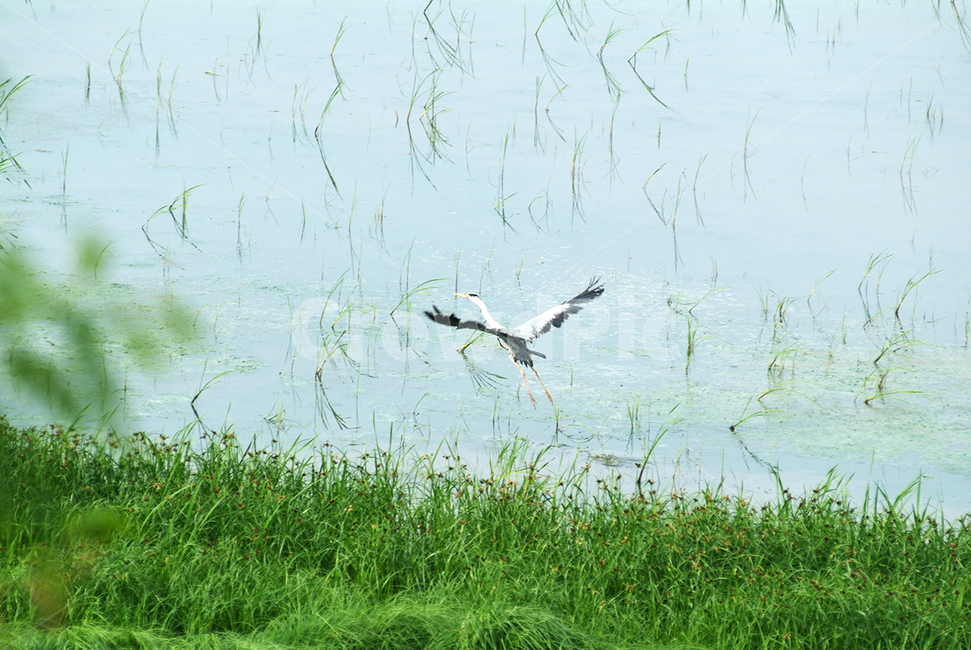 자연,새,외가리,강,비상,동물,animal,조류,새,birds
