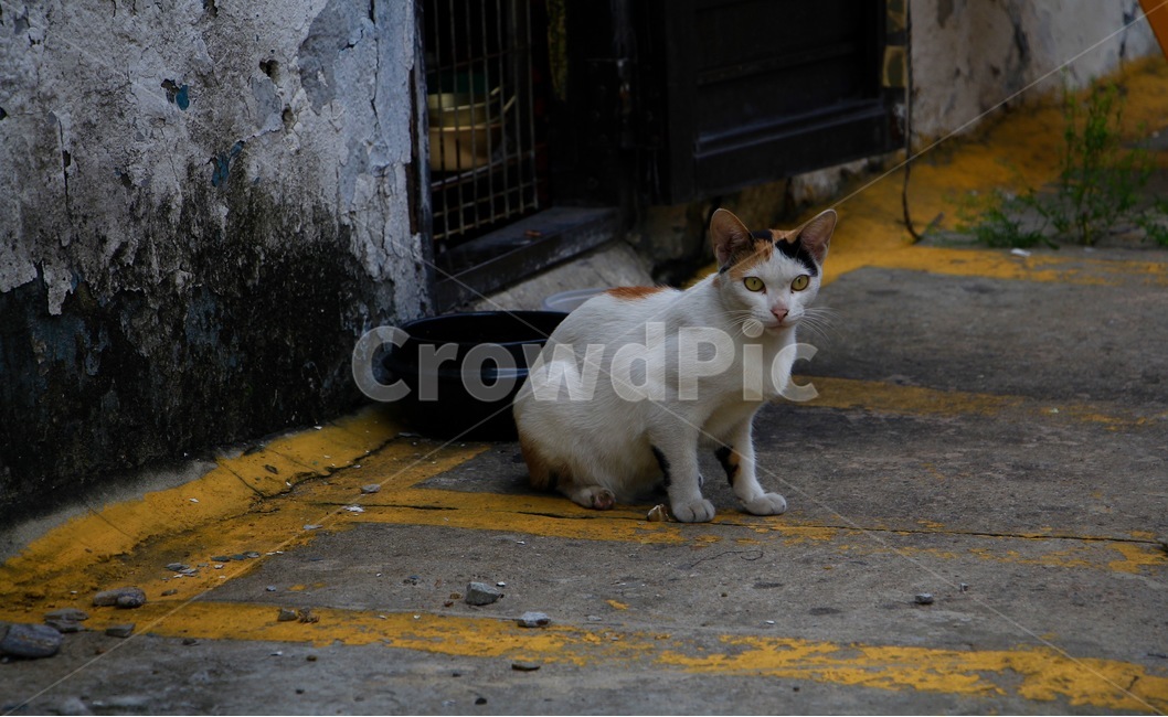 고양이,cat,동물,배고픔,poverty,가난,어두움,동물,animal,포유류,mammal,고양이,cat,kitten,kitty