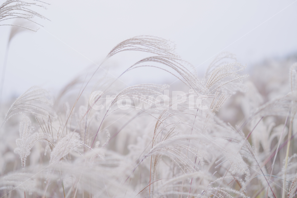nature,자연,outdoors,옥외,갈대,풍경,plant,식물,reed