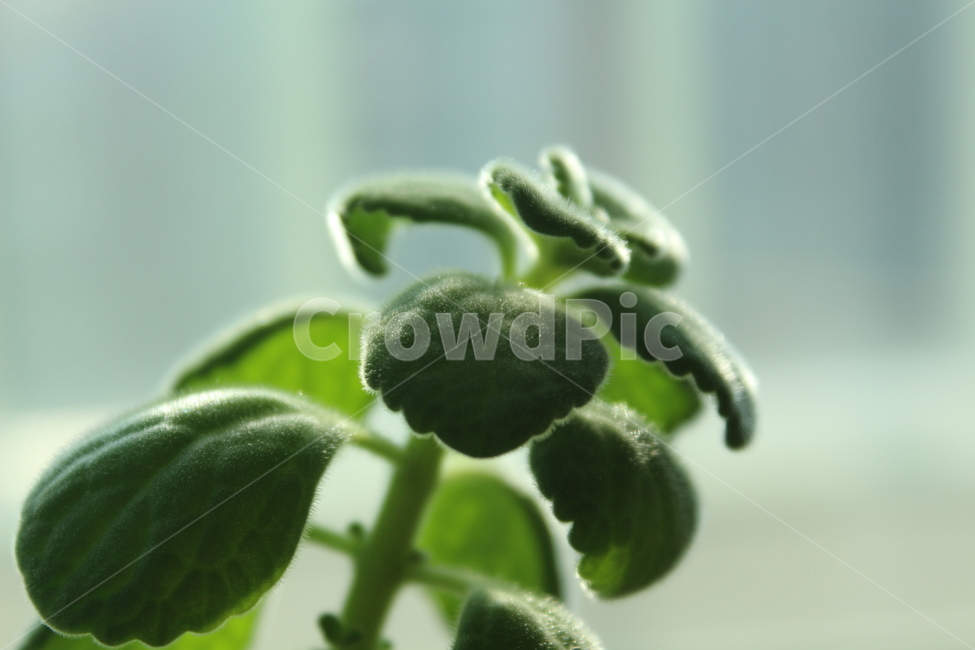 leaf,잎,허브,herbs,초록,식물,green
