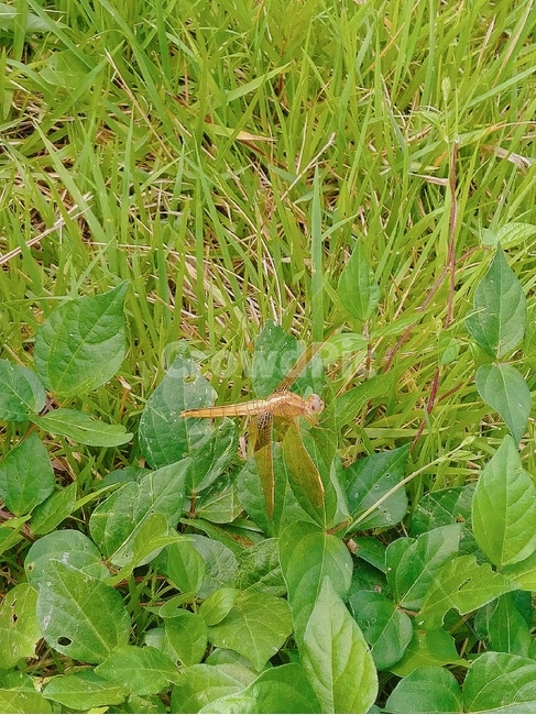 잠자리,dragonfly,곤충,여름,자연,풀,bug,insect