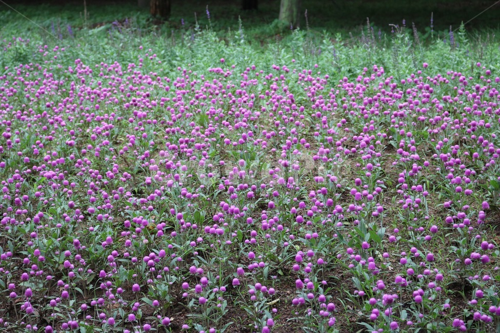 꽃,식물,분홍,초록,자연,flower,plants,pink,green,nature,hana,shokubutsu,pinku,midori,식물,자연,plants,nature,꽃,flower