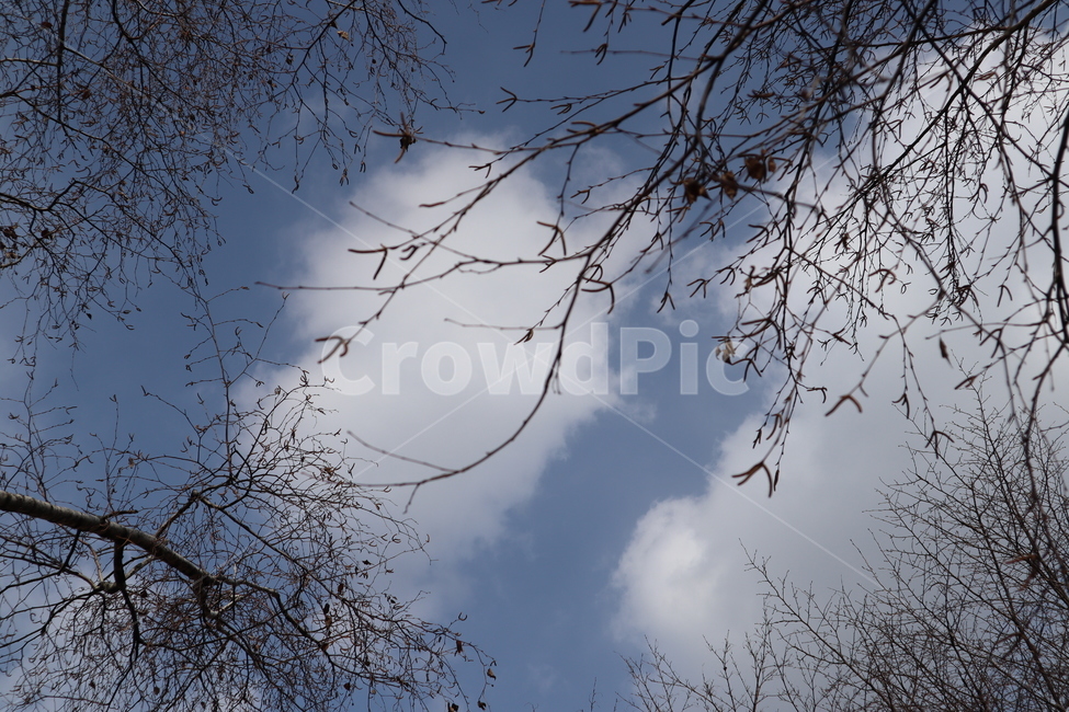 하늘,나무,나뭇가지,하늘풍경,풍경,가을풍경,겨울하늘,구름,sky,cloud,tree,자연,nature