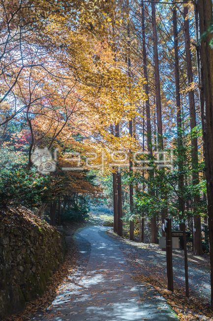 가을,autumn,메타세콰이어,숲길,가을숲,메타세콰이어숲,tree,나무,path,길,도로,road