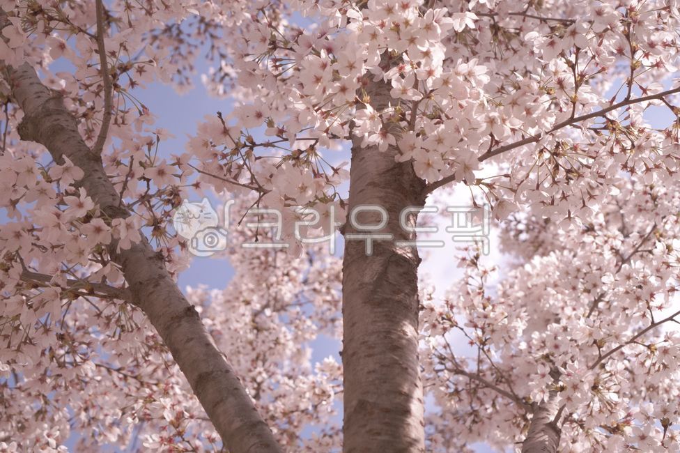 spring,Cherry Blossom,nature,cherryblossom,flower viewing,flower