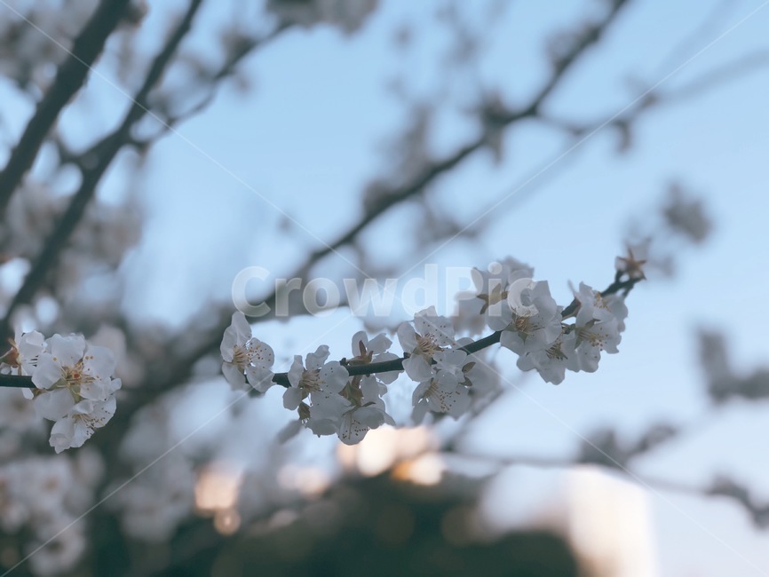 벚꽃,나무,봄,cherryblossoms,spring,식물,자연,plants,nature,꽃,flower