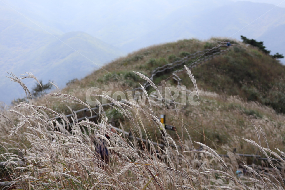 강원도,정선,억새,민둥산,등산,풍경,자연,식물,가을,계절,fall,autumn,season,grass,잔디,plant,lawn