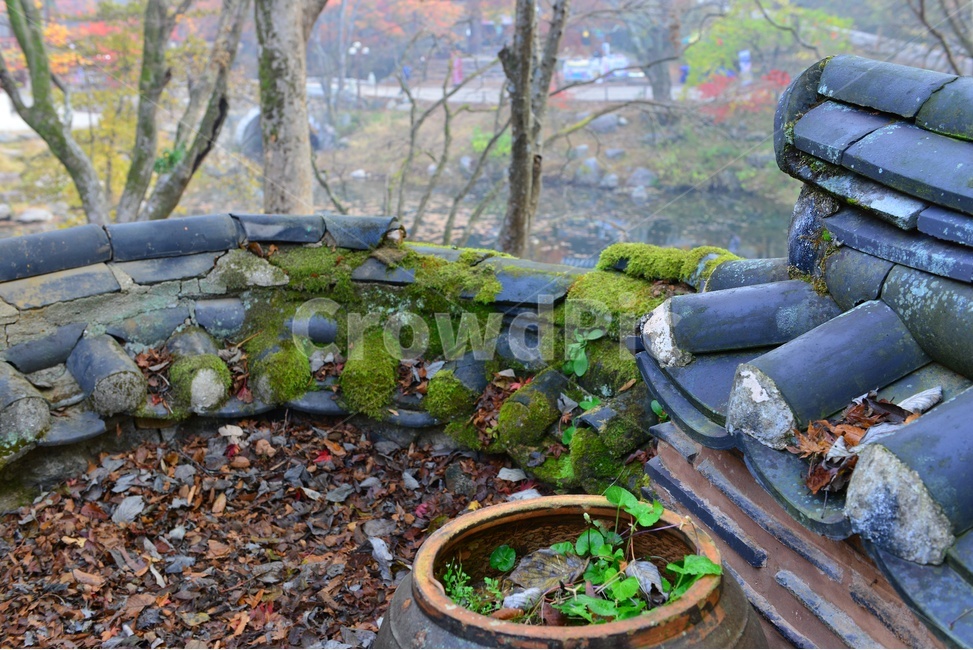 전남,장성,백양사,백양사가을,추색,가을,단풍,단풍잎,계절,treetrunk,나무줄기,nature,자연,outdoors,scenery,풍경,landscape,경치,plant,식물,leaf,잎,tree,나무,maple,돌담,항아리,기와