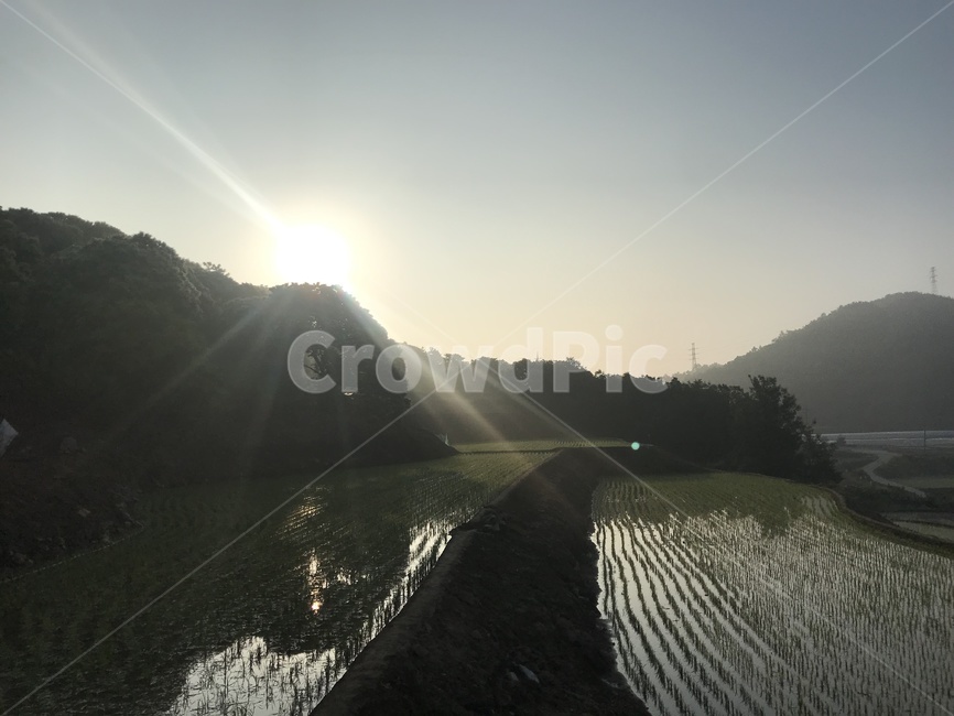 시골풍경,서천,농사,푸르름,힐링,자연인